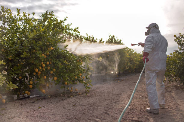 Best Residential Pest Control  in Nags Head, NC