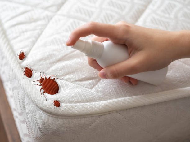 Best Pest Inspection Near Me  in Nags Head, NC