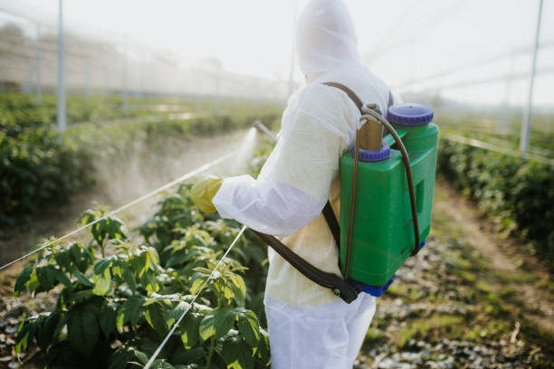 Best Affordable Pest Control Services  in Nags Head, NC
